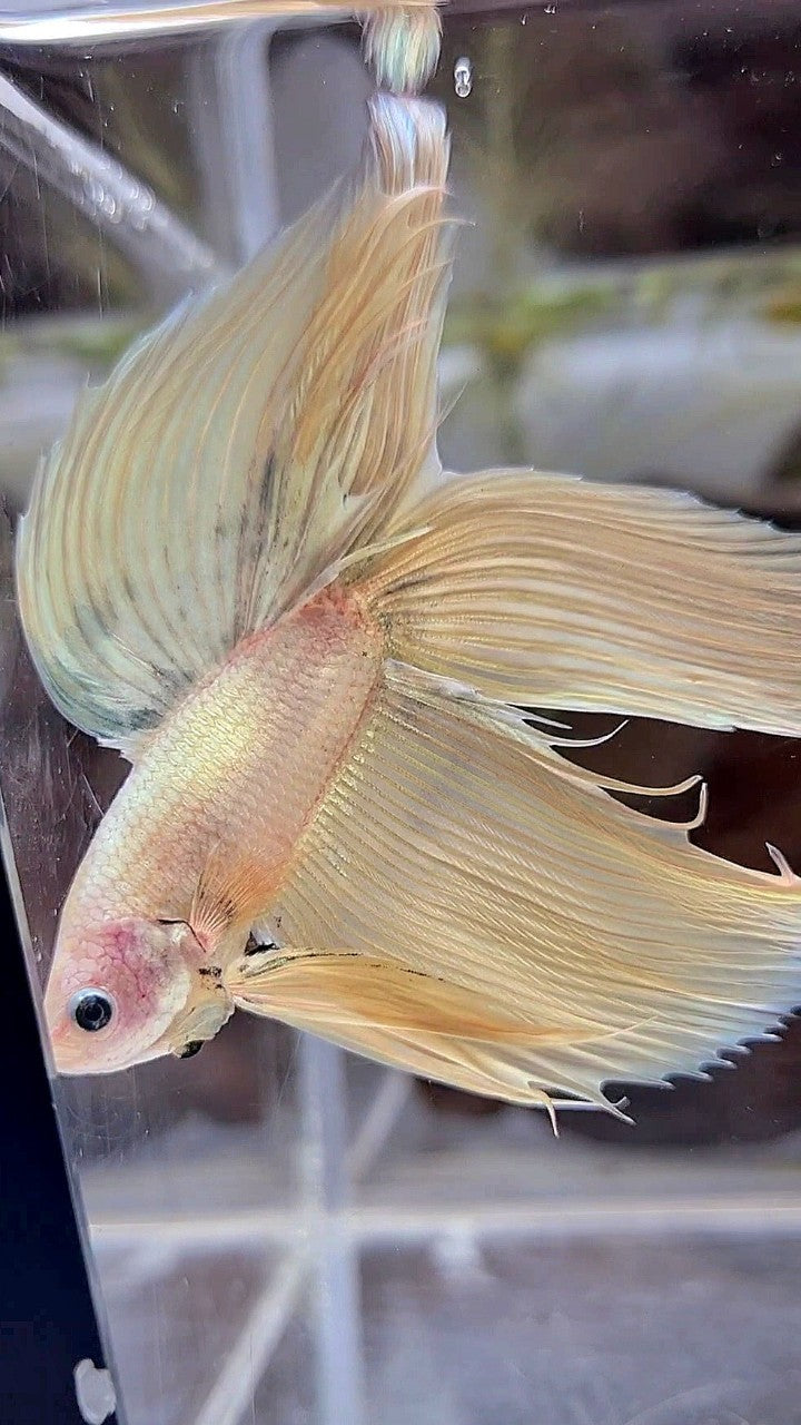 XL VEILTAIL DOUBLE TAIL SOFT GOLD COPPER MASCOT BETTA FISH