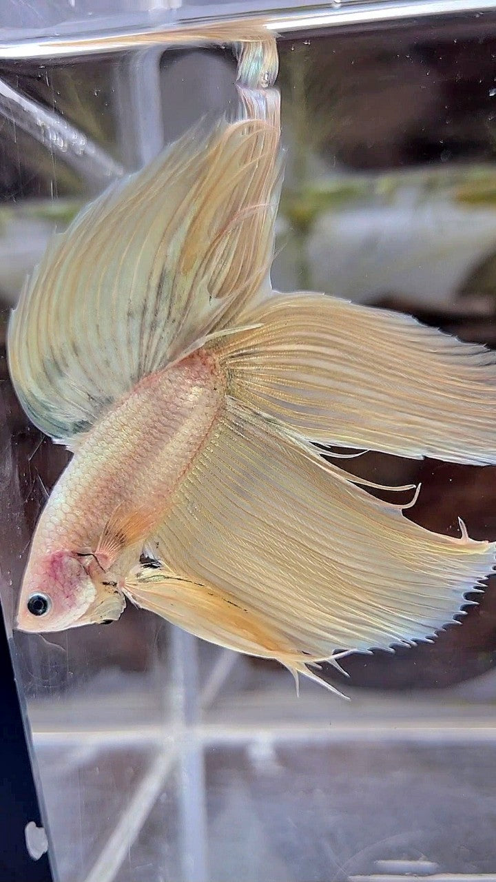 XL VEILTAIL DOUBLE TAIL SOFT GOLD COPPER MASCOT BETTA FISH