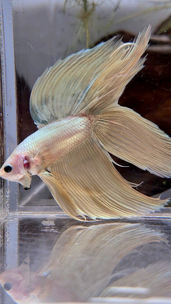 XL VEILTAIL DOUBLE TAIL SOFT GOLD COPPER MASCOT BETTA FISH