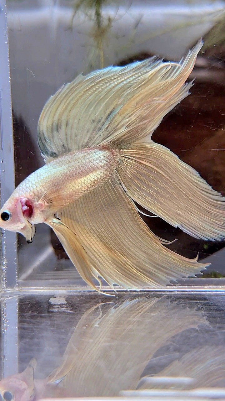 XL VEILTAIL DOUBLE TAIL SOFT GOLD COPPER MASCOT BETTA FISH