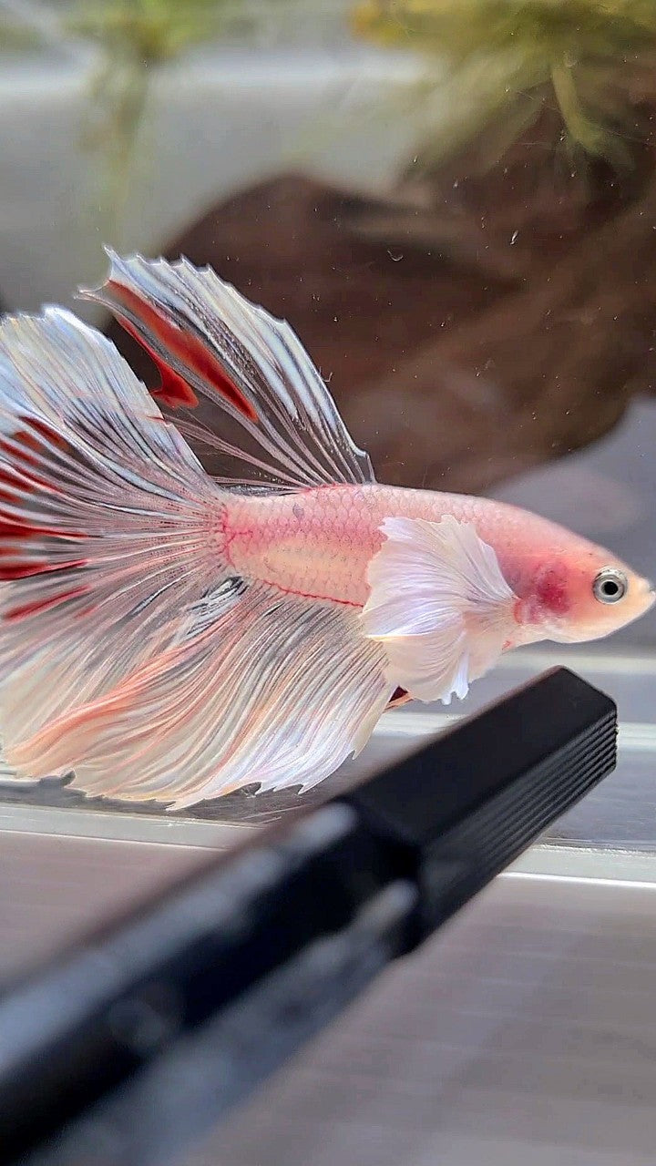 HALFMOON DUMBO EAR WHITE CELLOPHANE TRANSPARENT BETTA FISH