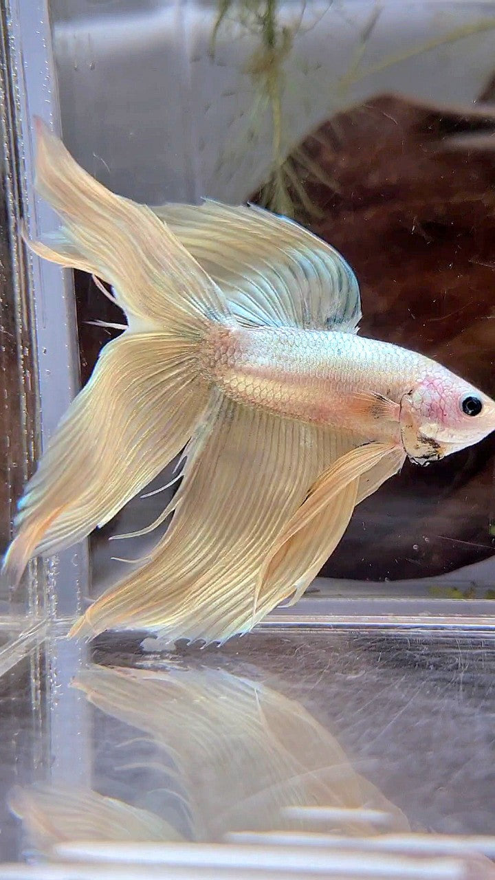 XL VEILTAIL DOUBLE TAIL SOFT GOLD COPPER MASCOT BETTA FISH