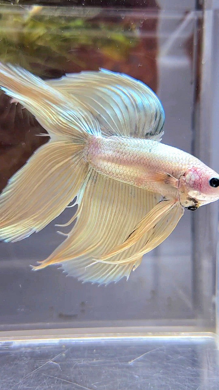 XL VEILTAIL DOUBLE TAIL SOFT GOLD COPPER MASCOT BETTA FISH