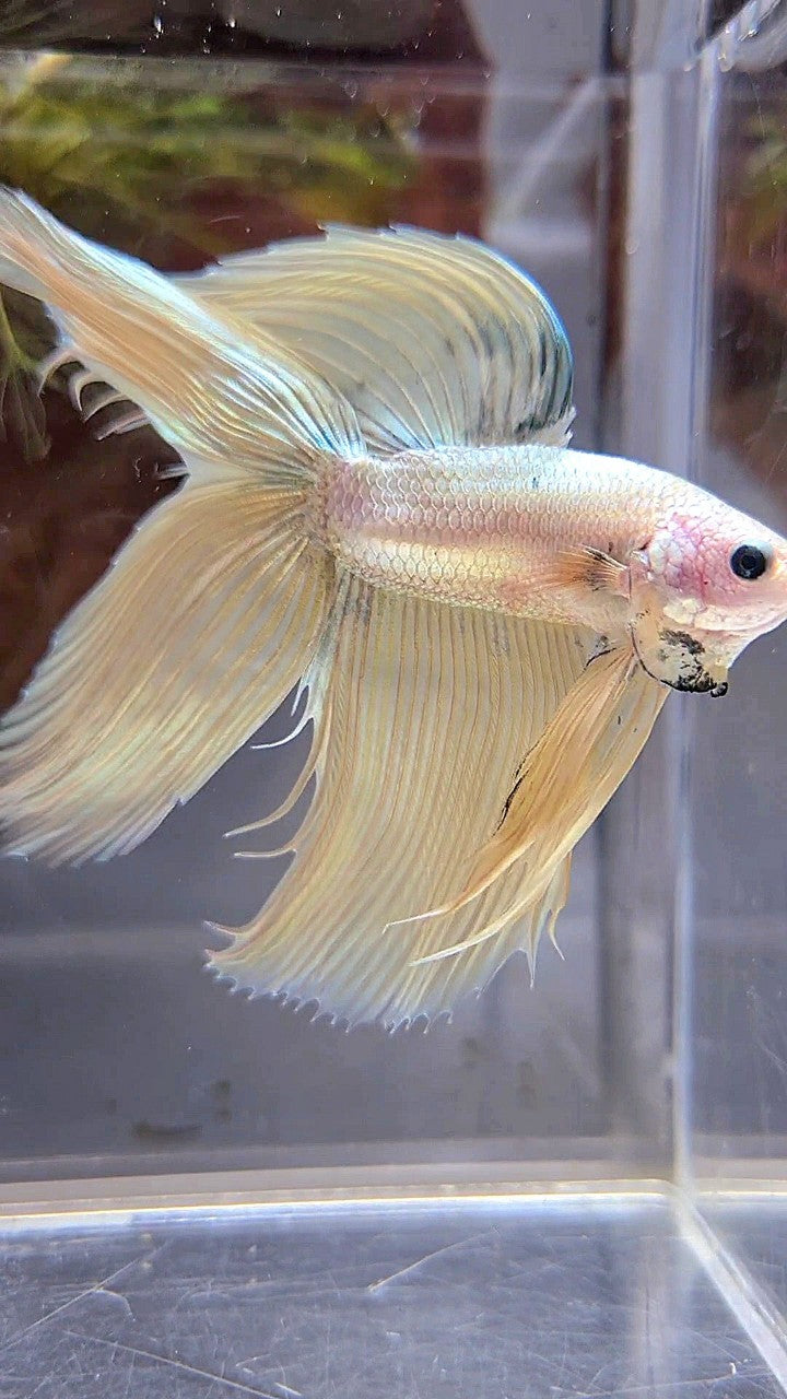 XL VEILTAIL DOUBLE TAIL SOFT GOLD COPPER MASCOT BETTA FISH