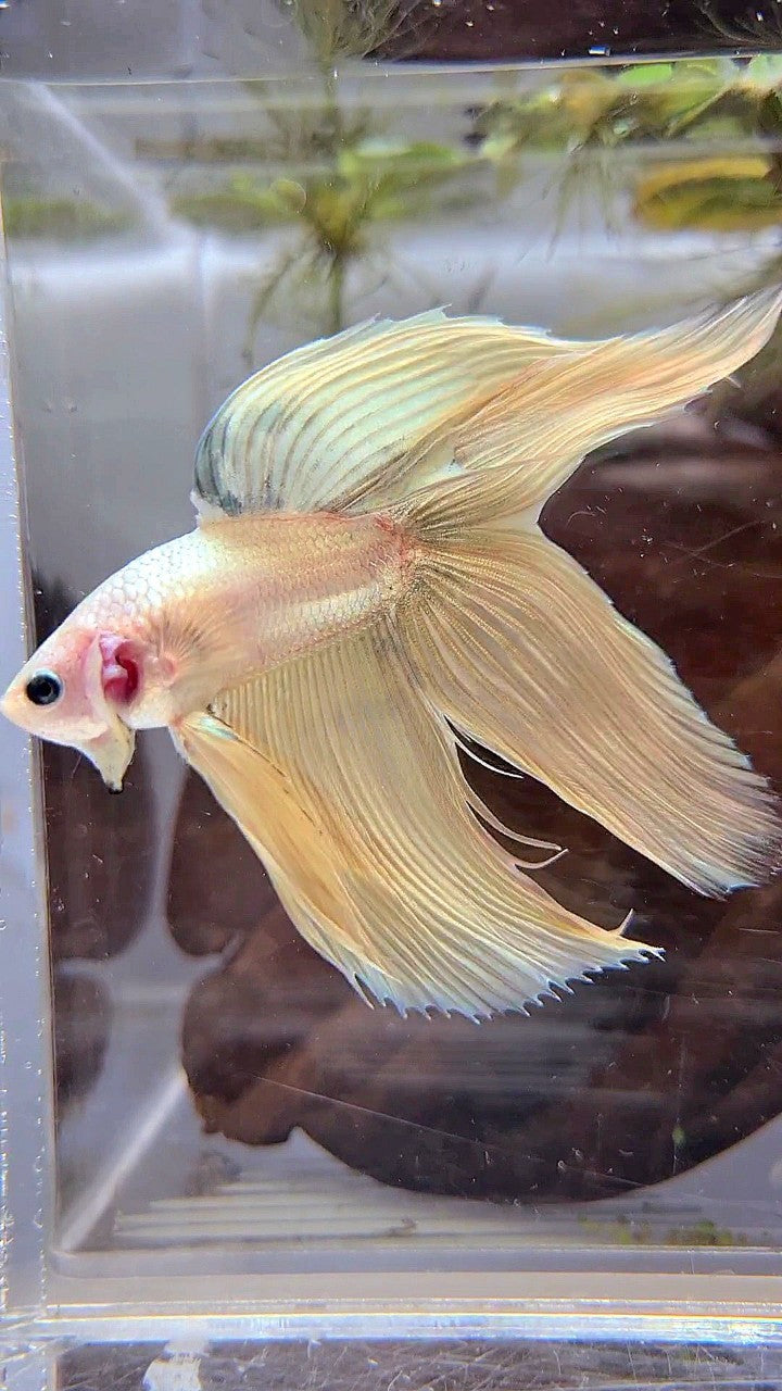 XL VEILTAIL DOUBLE TAIL SOFT GOLD COPPER MASCOT BETTA FISH