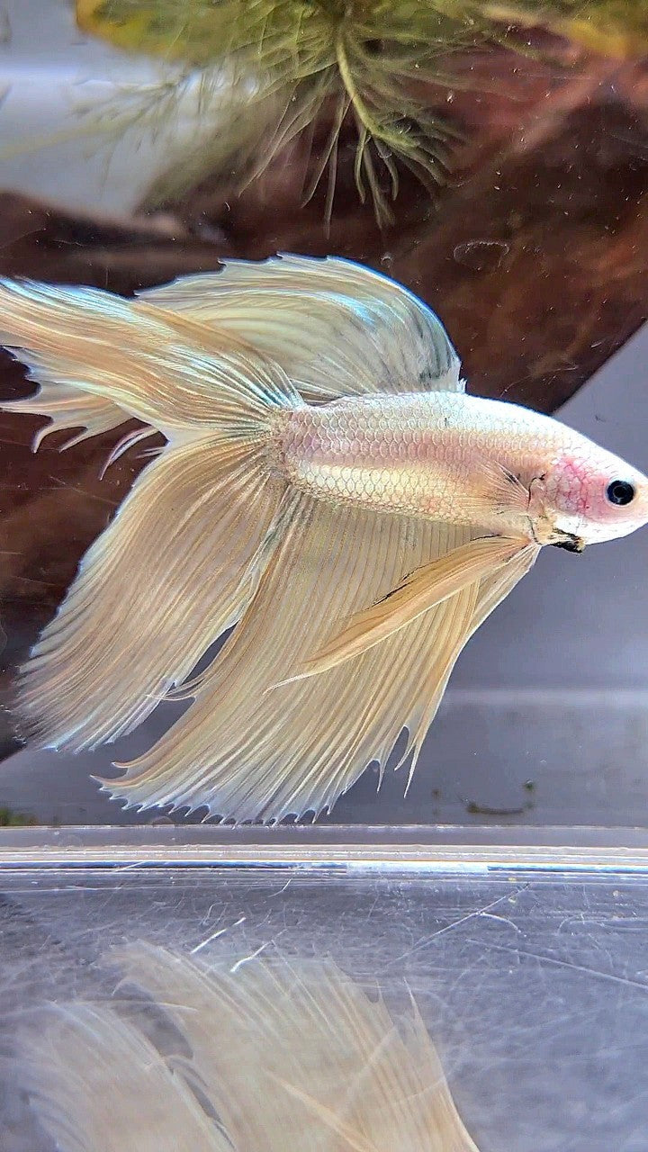 XL VEILTAIL DOUBLE TAIL SOFT GOLD COPPER MASCOT BETTA FISH