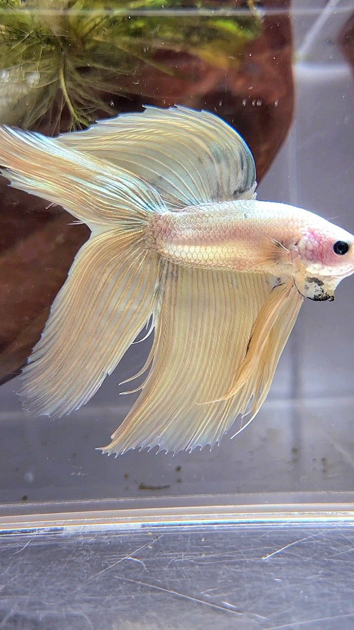 XL VEILTAIL DOUBLE TAIL SOFT GOLD COPPER MASCOT BETTA FISH