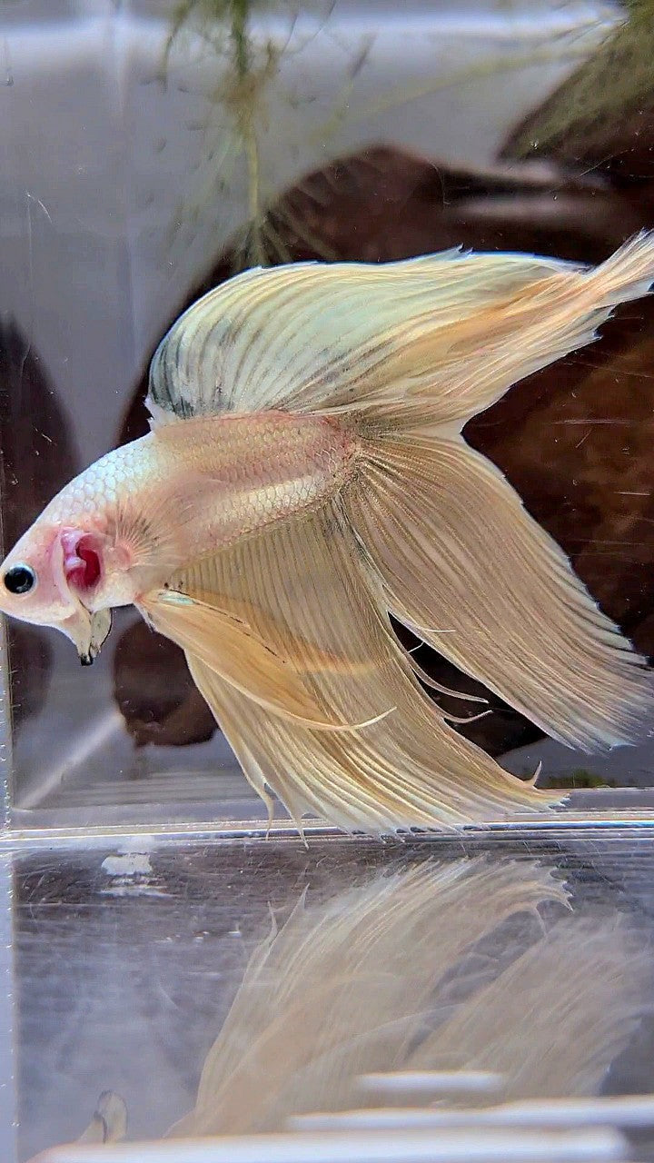 XL VEILTAIL DOUBLE TAIL SOFT GOLD COPPER MASCOT BETTA FISH