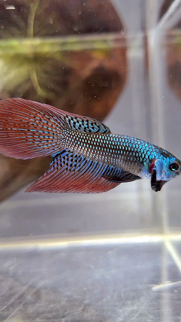 LONGFIN DELTA TAIL GREEN ALIEN HYBRID WILD BETTA FISH