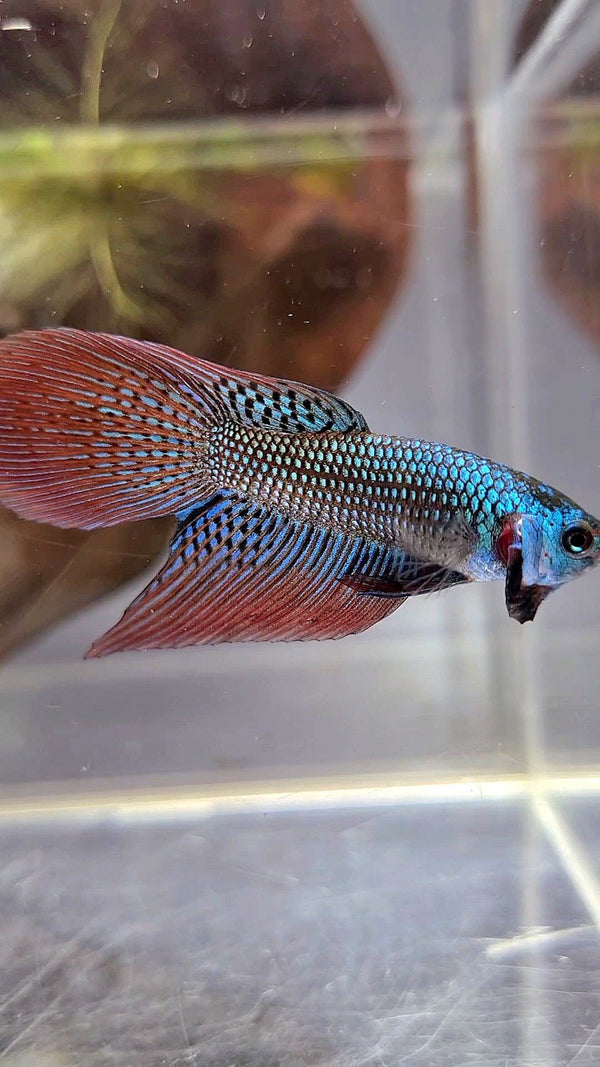 LONGFIN DELTA TAIL GREEN ALIEN HYBRID WILD BETTA FISH – Rare Betta Fish ...
