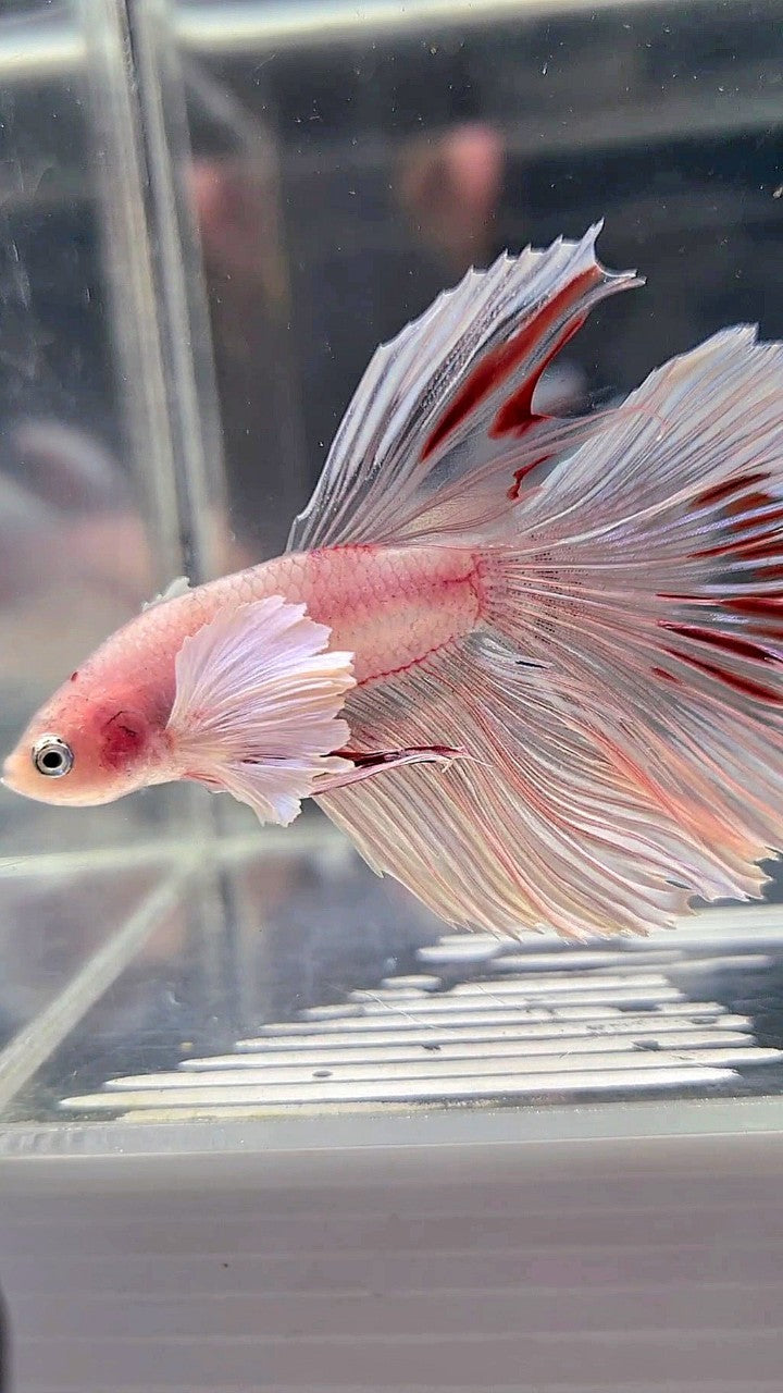 HALFMOON DUMBO EAR WHITE CELLOPHANE TRANSPARENT BETTA FISH