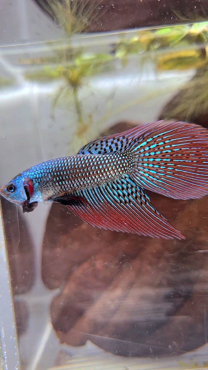 LONGFIN DELTA TAIL GREEN ALIEN HYBRID WILD BETTA FISH