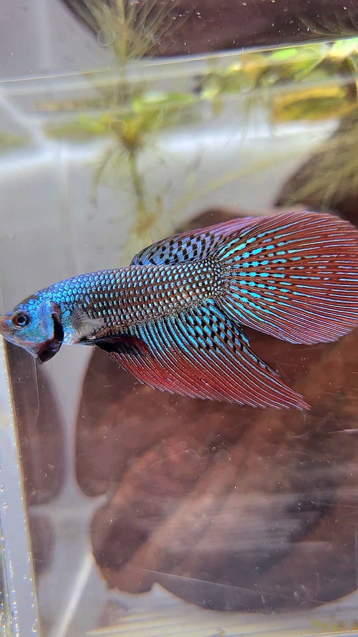 LONGFIN DELTA TAIL GREEN ALIEN HYBRID WILD BETTA FISH