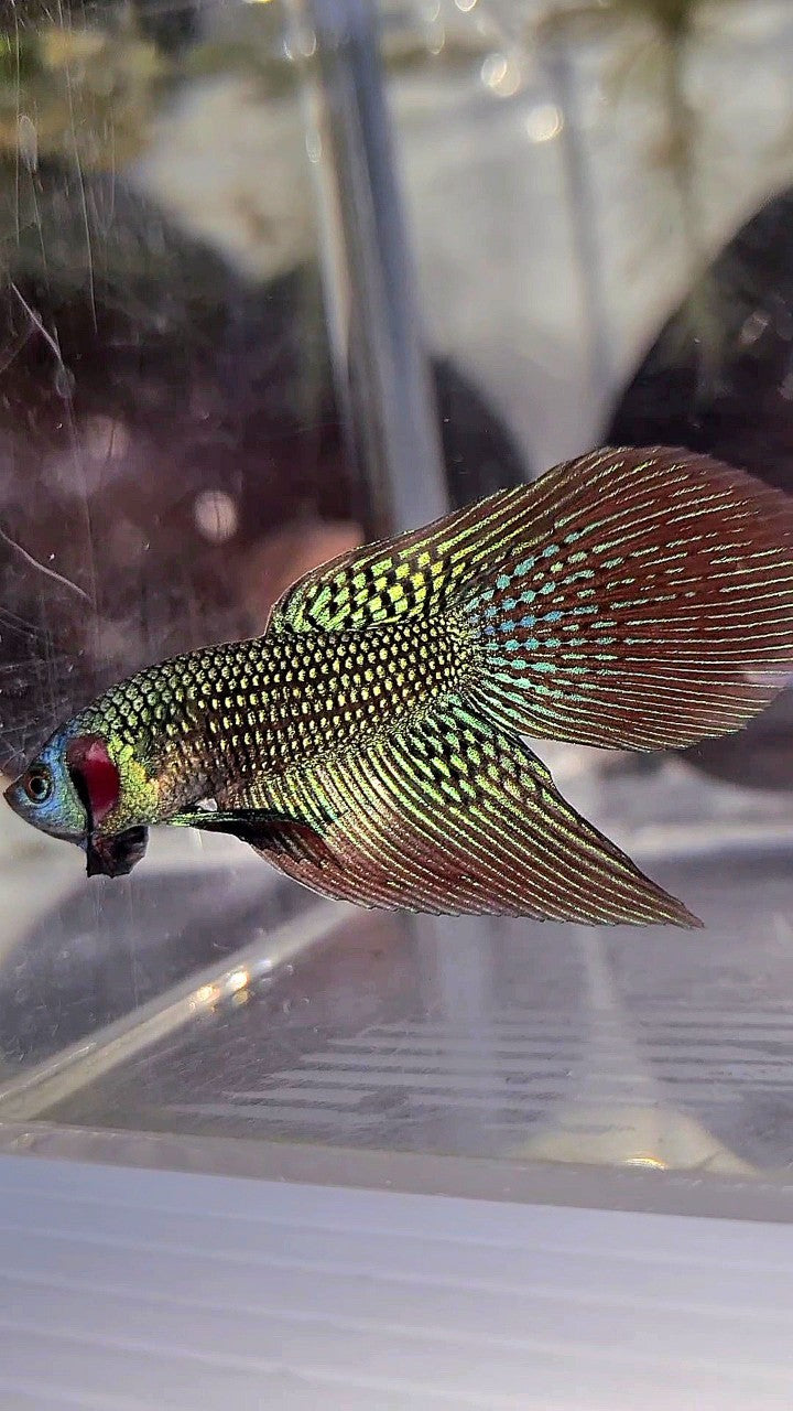 LONGFIN DELTA TAIL GREEN ALIEN HYBRID WILD BETTA FISH