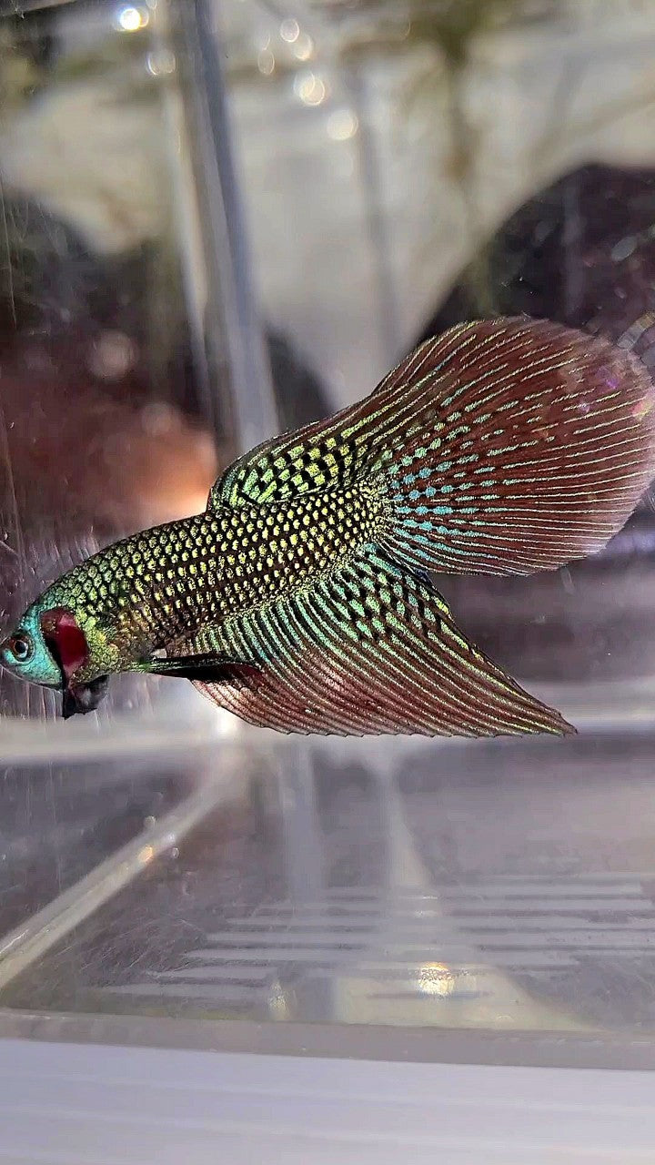 LONGFIN DELTA TAIL GREEN ALIEN HYBRID WILD BETTA FISH