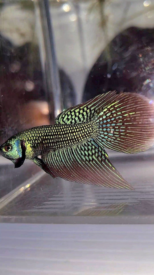 LONGFIN DELTA TAIL GREEN ALIEN HYBRID WILD BETTA FISH