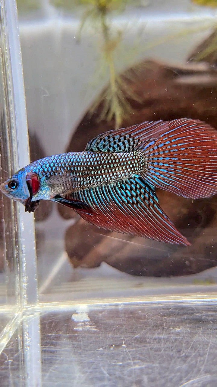 LONGFIN DELTA TAIL GREEN ALIEN HYBRID WILD BETTA FISH