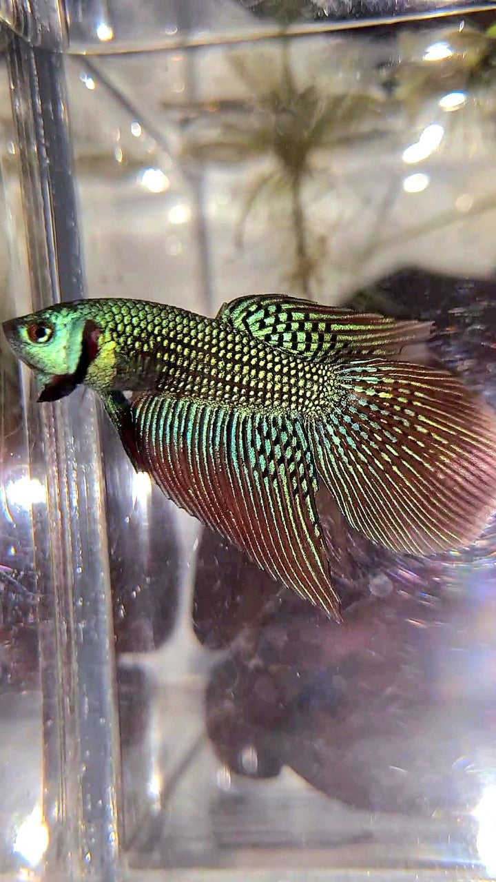 LONGFIN DELTA TAIL GREEN ALIEN HYBRID WILD BETTA FISH