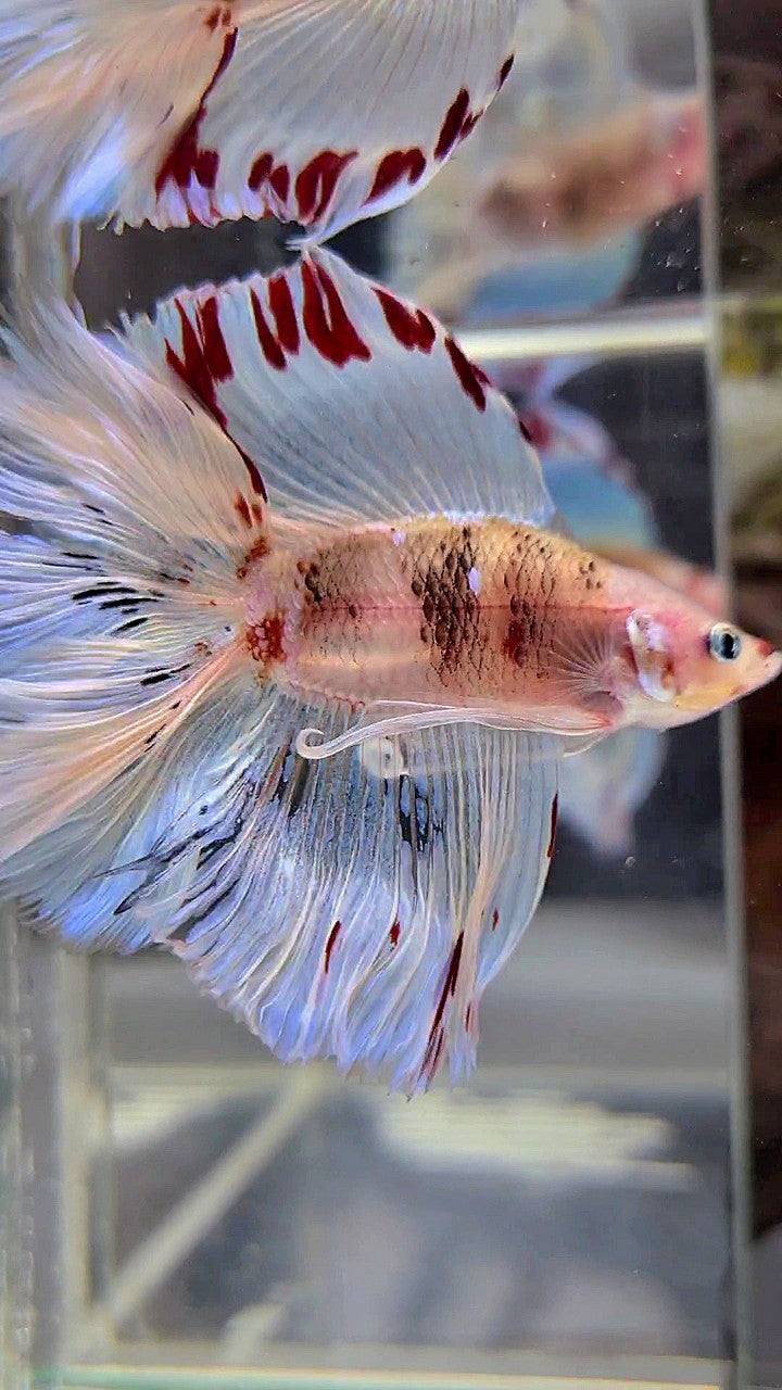 XL HALFMOON DOUBLE TAIL WHITE AOC UNIQUE BETTA FISH