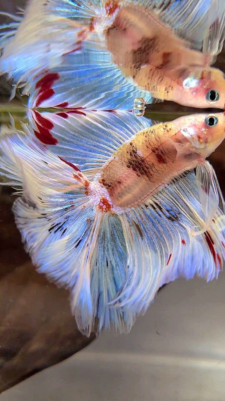 XL HALFMOON DOUBLE TAIL WHITE AOC UNIQUE BETTA FISH