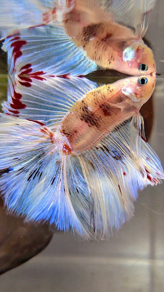 XL HALFMOON DOUBLE TAIL WHITE AOC UNIQUE BETTA FISH