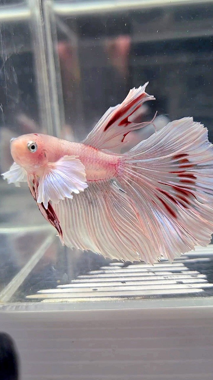 HALFMOON DUMBO EAR WHITE CELLOPHANE TRANSPARENT BETTA FISH