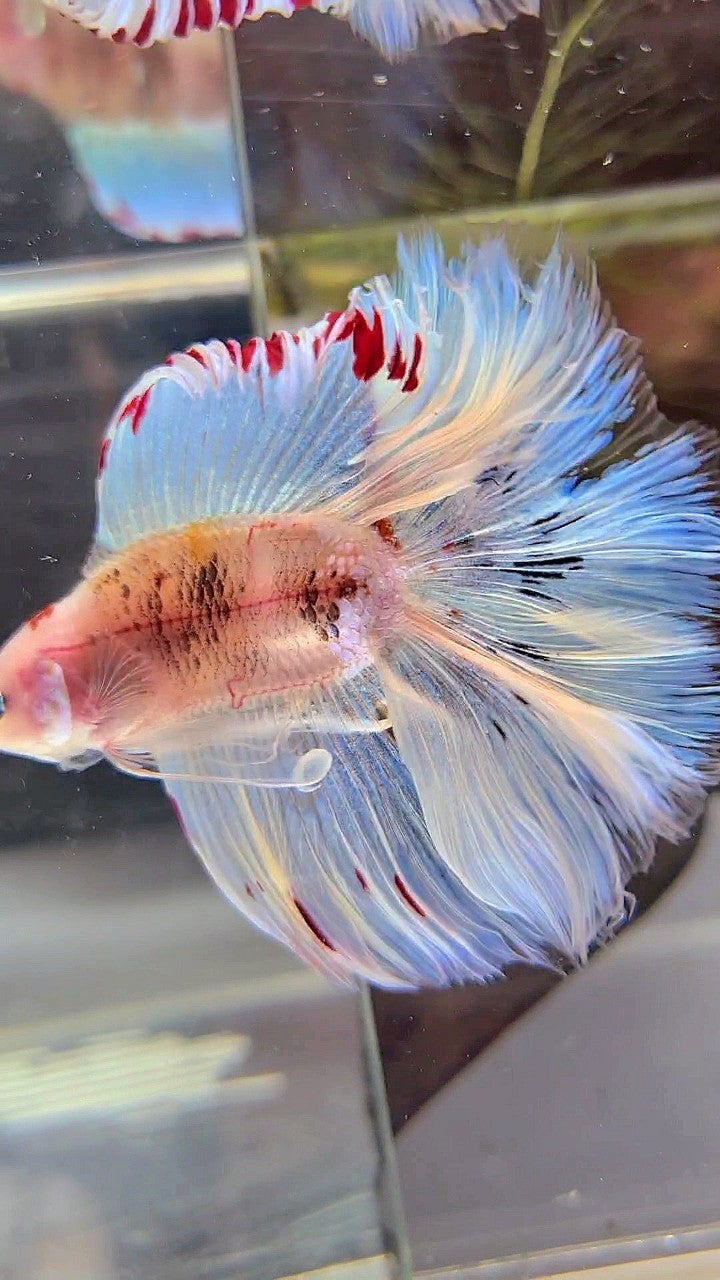 XL HALFMOON DOUBLE TAIL WHITE AOC UNIQUE BETTA FISH