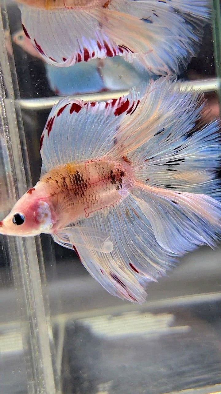 XL HALFMOON DOUBLE TAIL WHITE AOC UNIQUE BETTA FISH