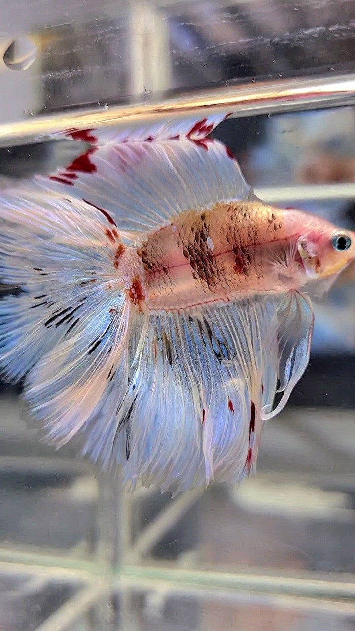 XL HALFMOON DOUBLE TAIL WHITE AOC UNIQUE BETTA FISH