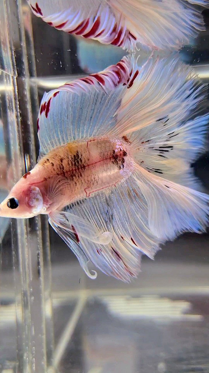 XL HALFMOON DOUBLE TAIL WHITE AOC UNIQUE BETTA FISH