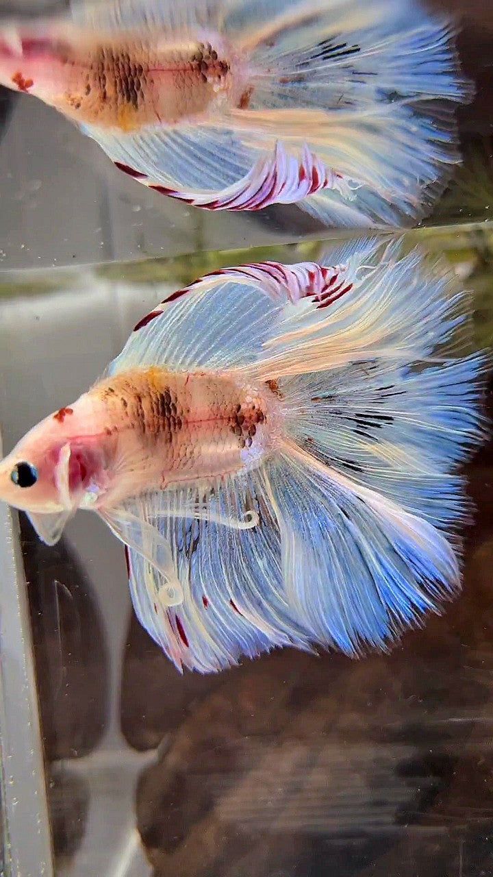 XL HALFMOON DOUBLE TAIL WHITE AOC UNIQUE BETTA FISH