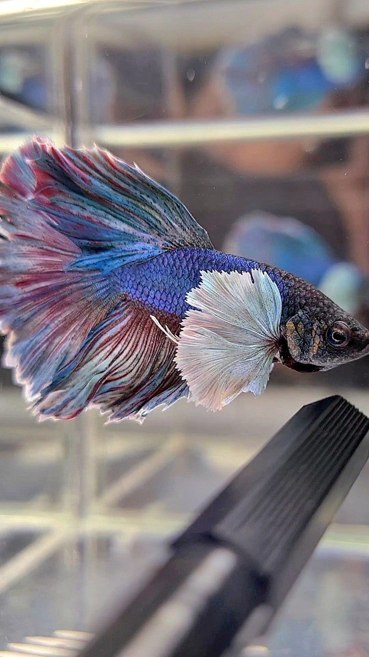 HALFMOON DUMBO EAR BLUE RED WASH BETTA FISH