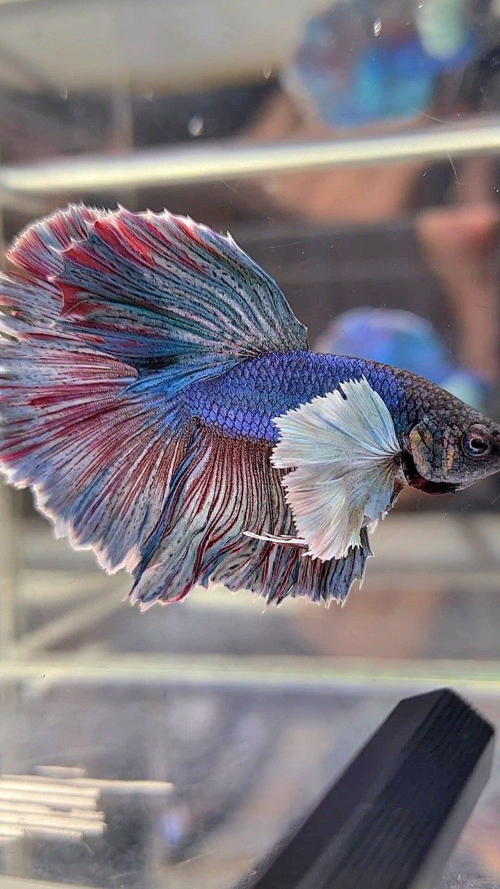 HALFMOON DUMBO EAR BLUE RED WASH BETTA FISH