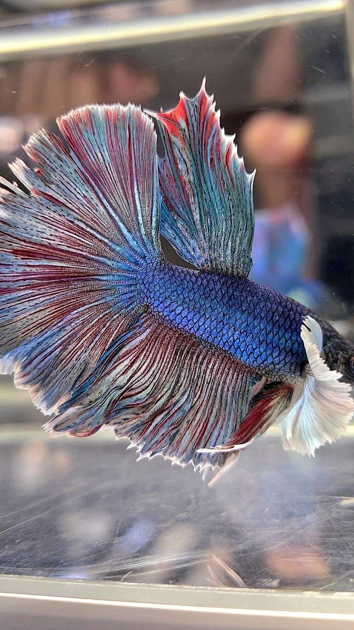 HALFMOON DUMBO EAR BLUE RED WASH BETTA FISH