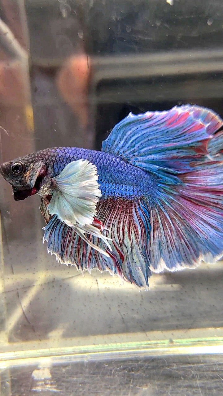 HALFMOON DUMBO EAR BLUE RED WASH BETTA FISH