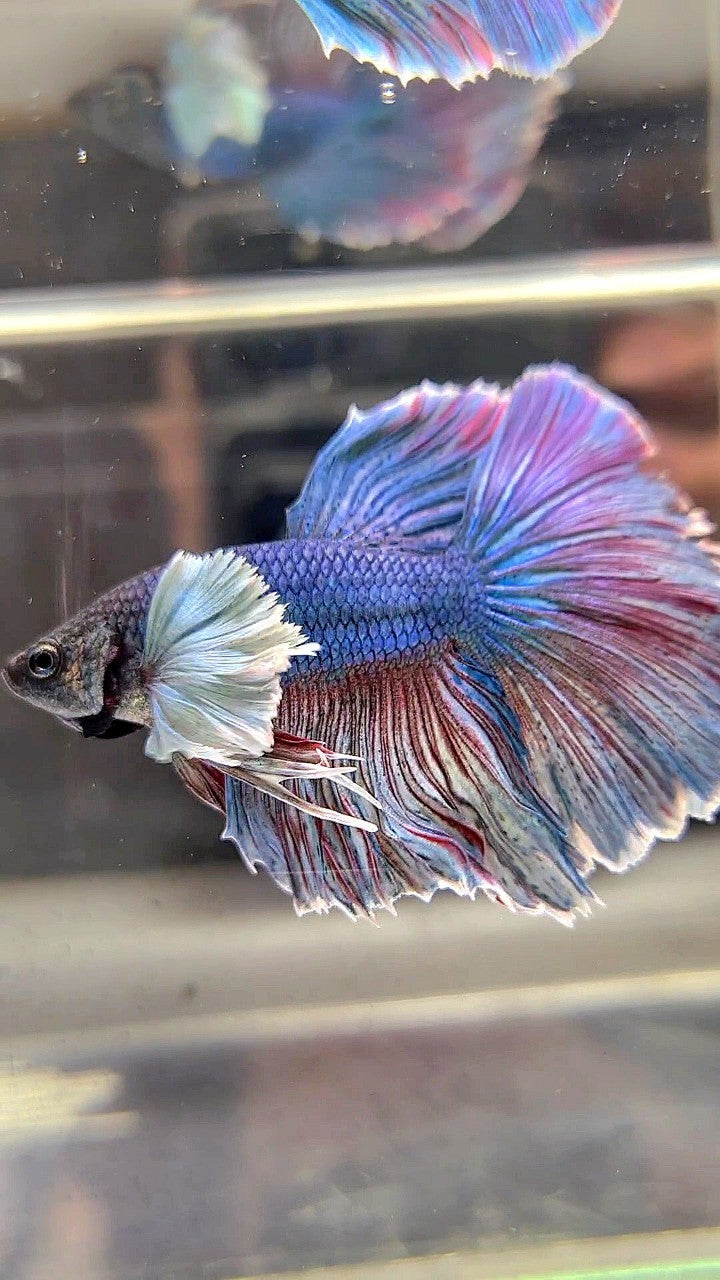 HALFMOON DUMBO EAR BLUE RED WASH BETTA FISH