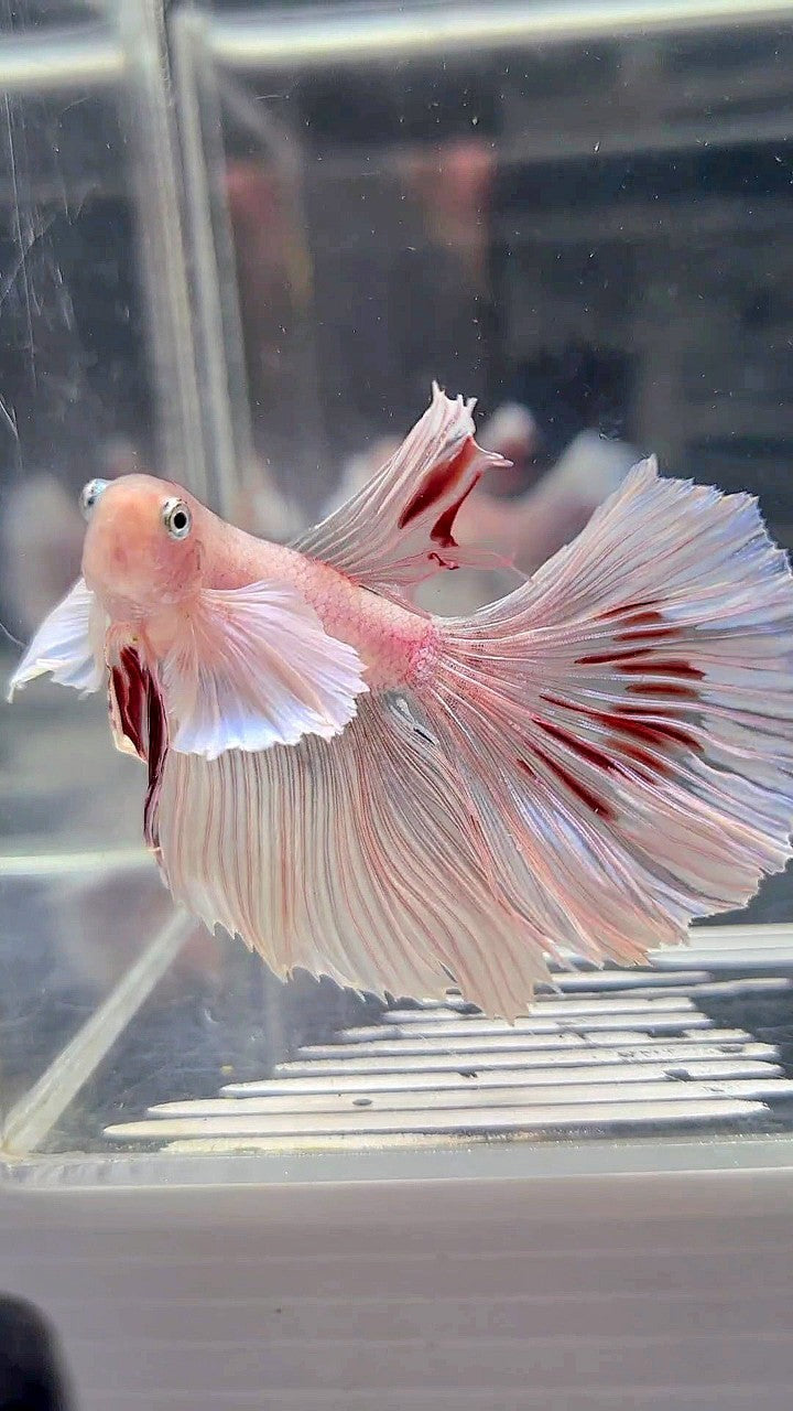 HALFMOON DUMBO EAR WHITE CELLOPHANE TRANSPARENT BETTA FISH