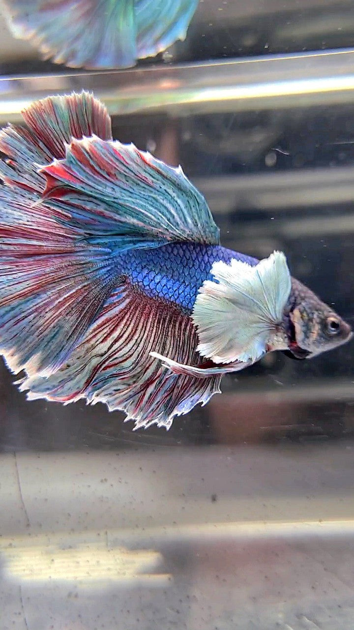 HALFMOON DUMBO EAR BLUE RED WASH BETTA FISH