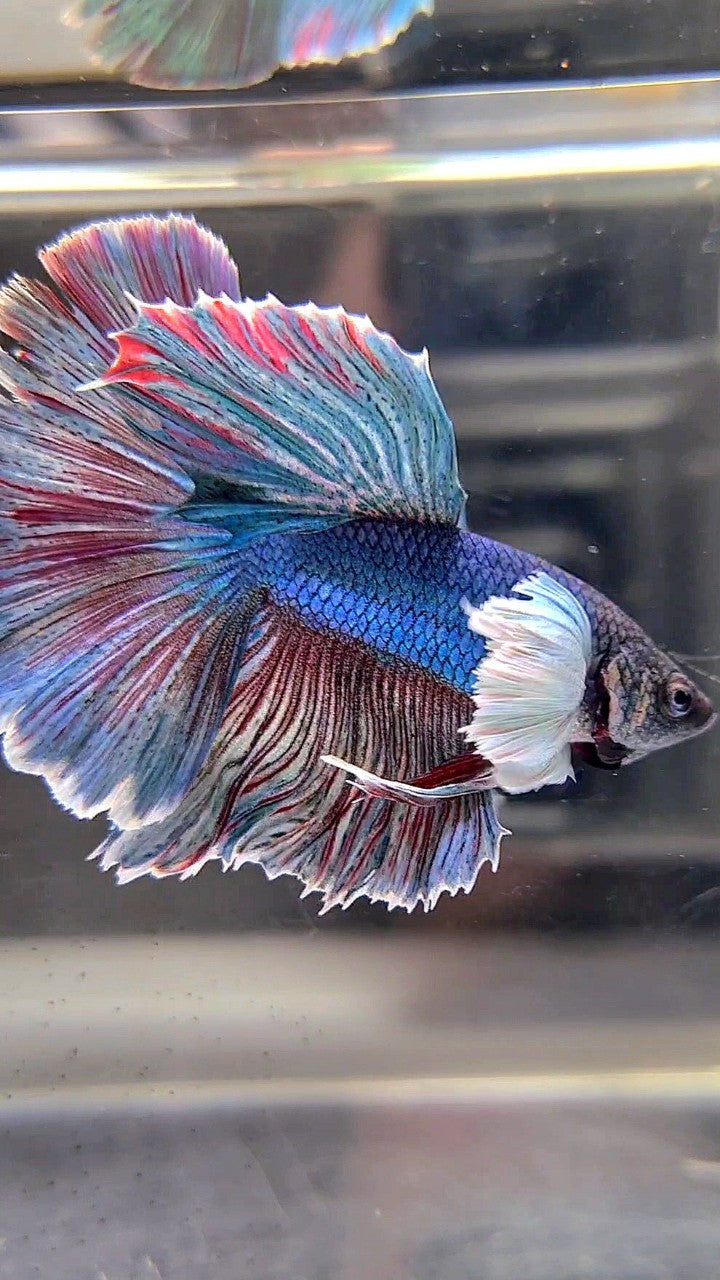 HALFMOON DUMBO EAR BLUE RED WASH BETTA FISH