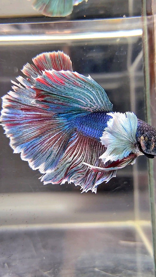 HALFMOON DUMBO EAR BLUE RED WASH BETTA FISH