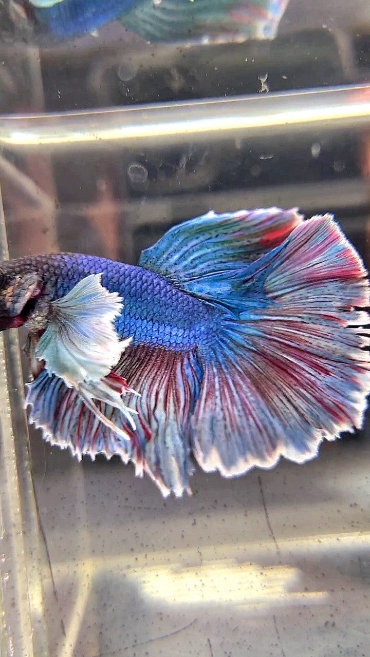 HALFMOON DUMBO EAR BLUE RED WASH BETTA FISH