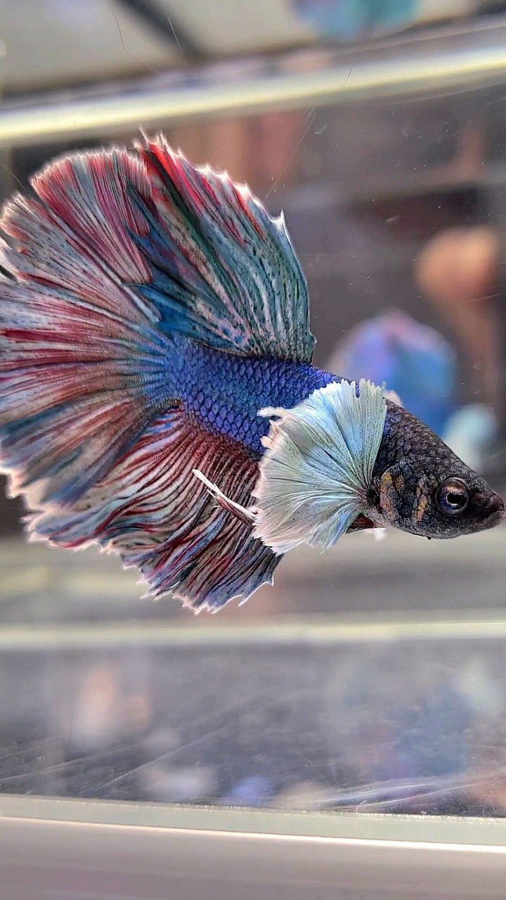 HALFMOON DUMBO EAR BLUE RED WASH BETTA FISH