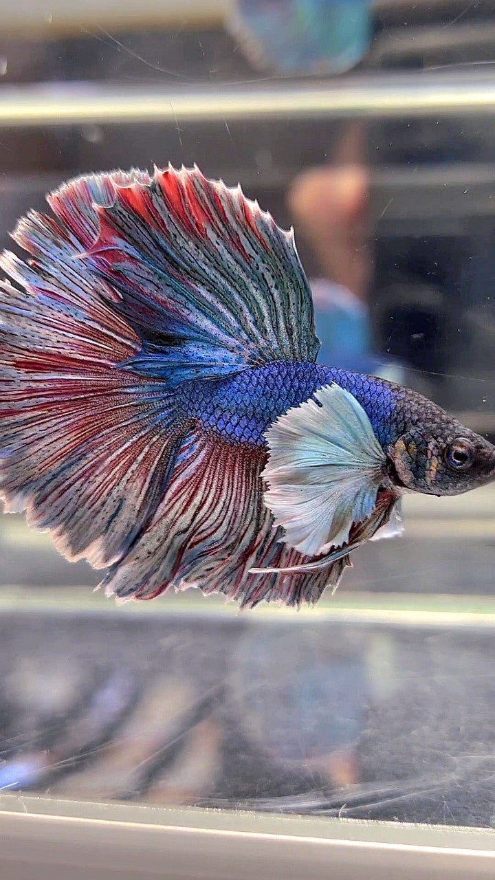 HALFMOON DUMBO EAR BLUE RED WASH BETTA FISH