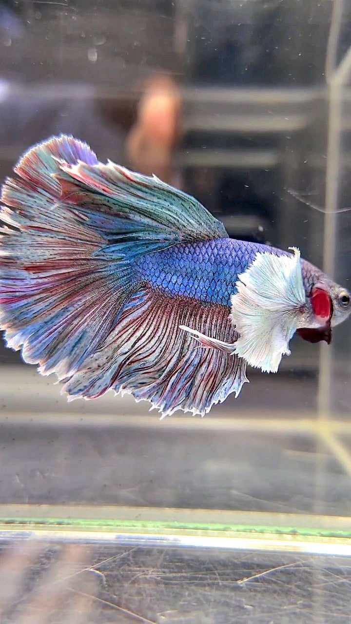 HALFMOON DUMBO EAR BLUE RED WASH BETTA FISH