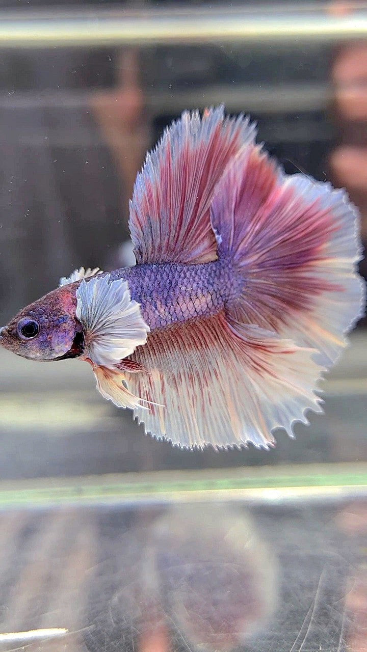 HALFMOON DOUBLE TAIL DUMBO EAR PURPLE VIOLET BETTA FISH