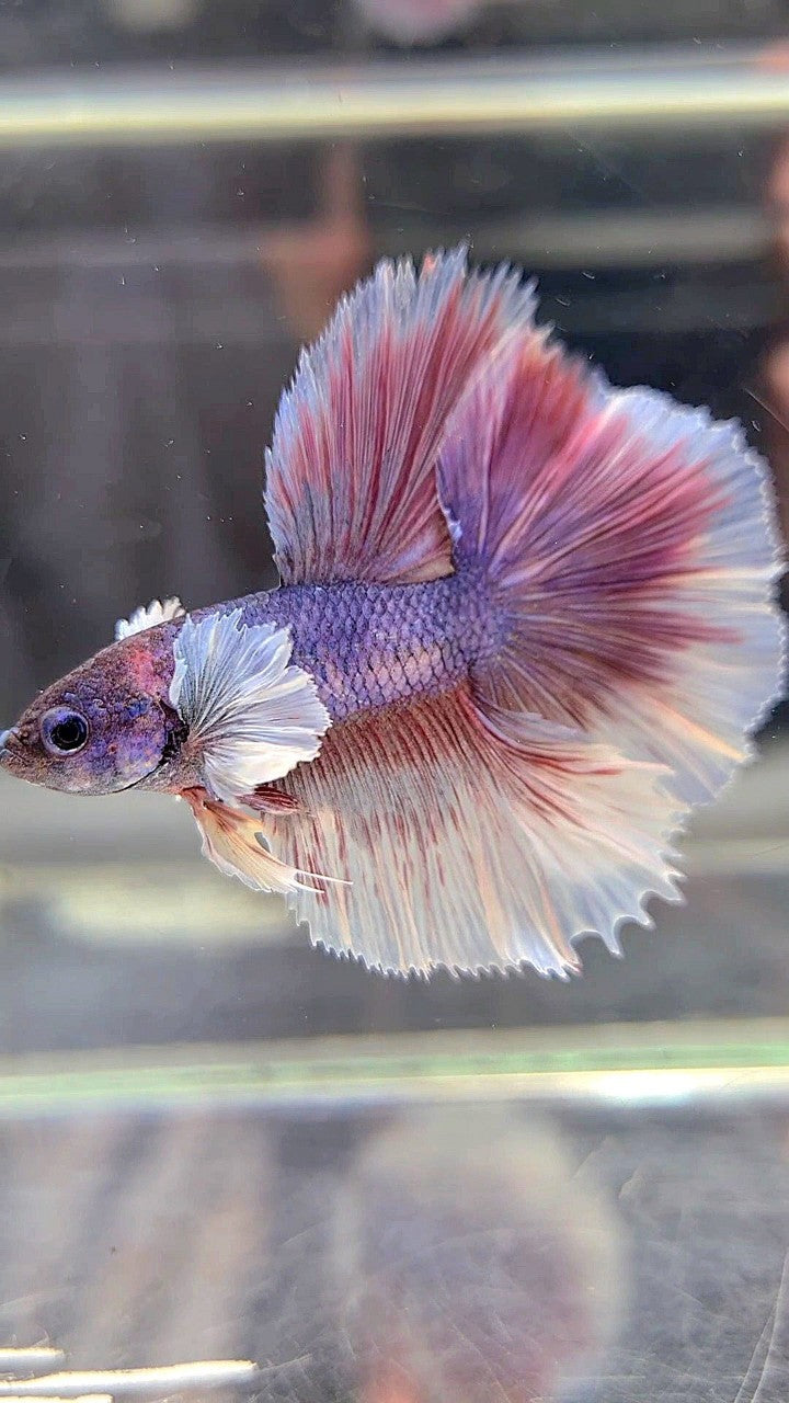 HALFMOON DOUBLE TAIL DUMBO EAR PURPLE VIOLET BETTA FISH