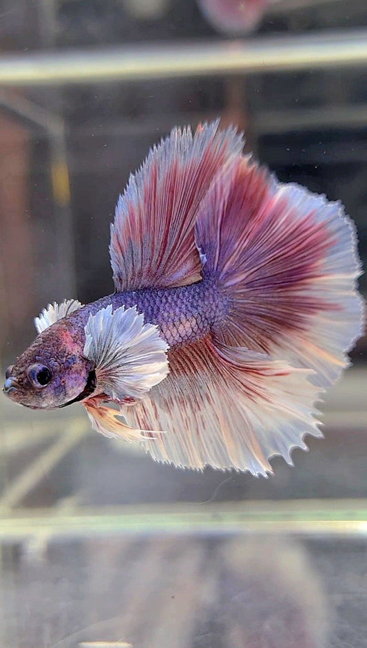 HALFMOON DOUBLE TAIL DUMBO EAR PURPLE VIOLET BETTA FISH