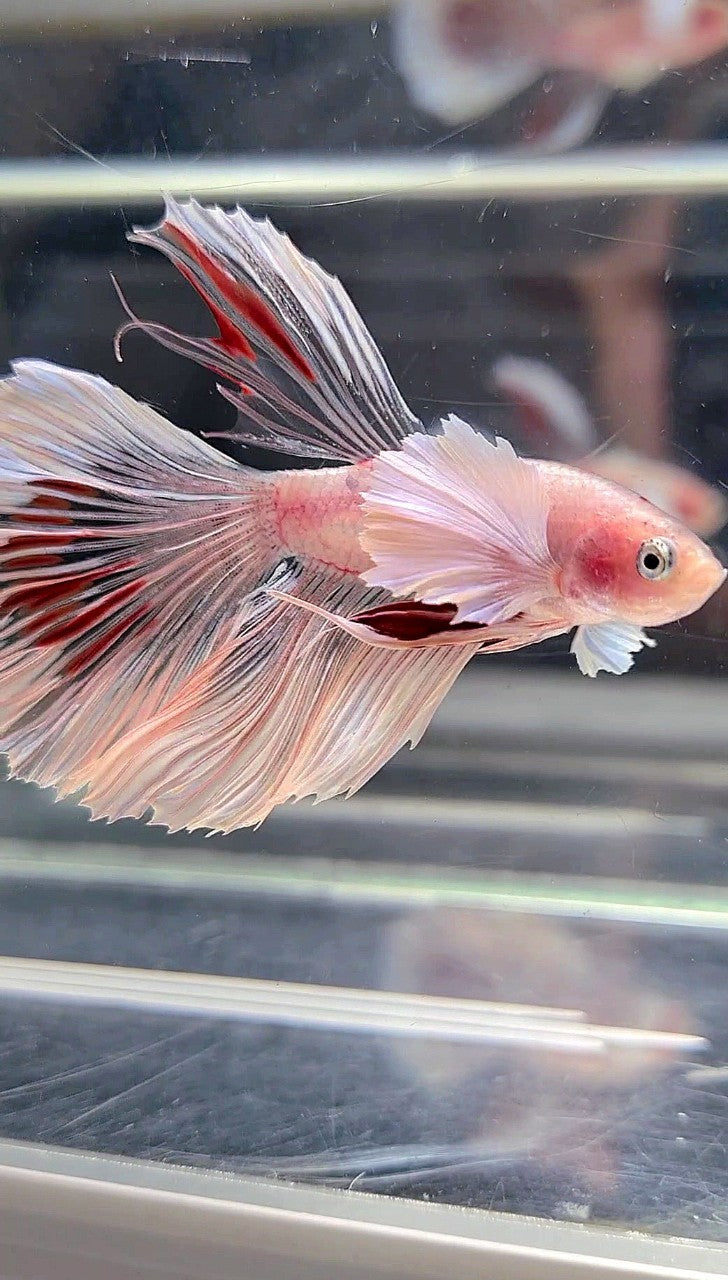 HALFMOON DUMBO EAR WHITE CELLOPHANE TRANSPARENT BETTA FISH