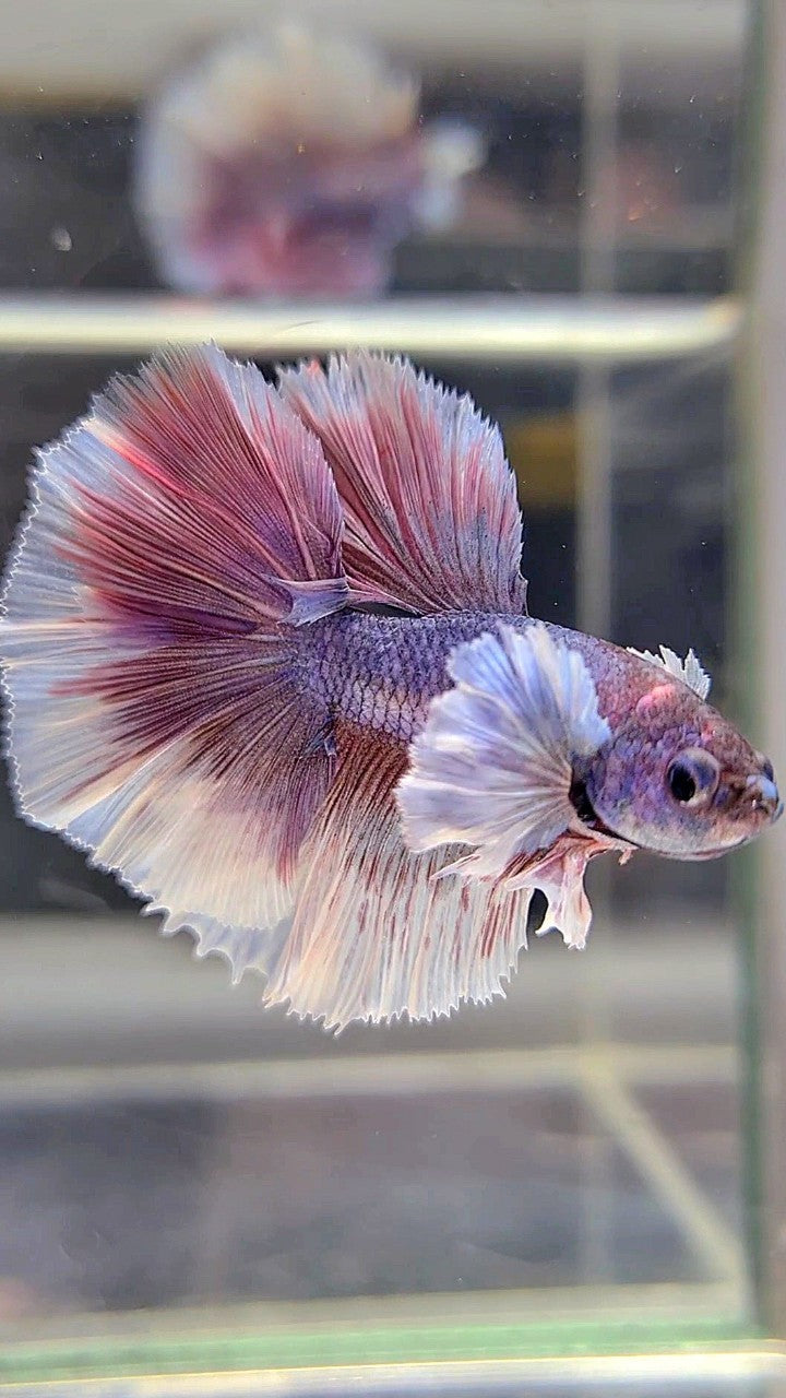 HALFMOON DOUBLE TAIL DUMBO EAR PURPLE VIOLET BETTA FISH