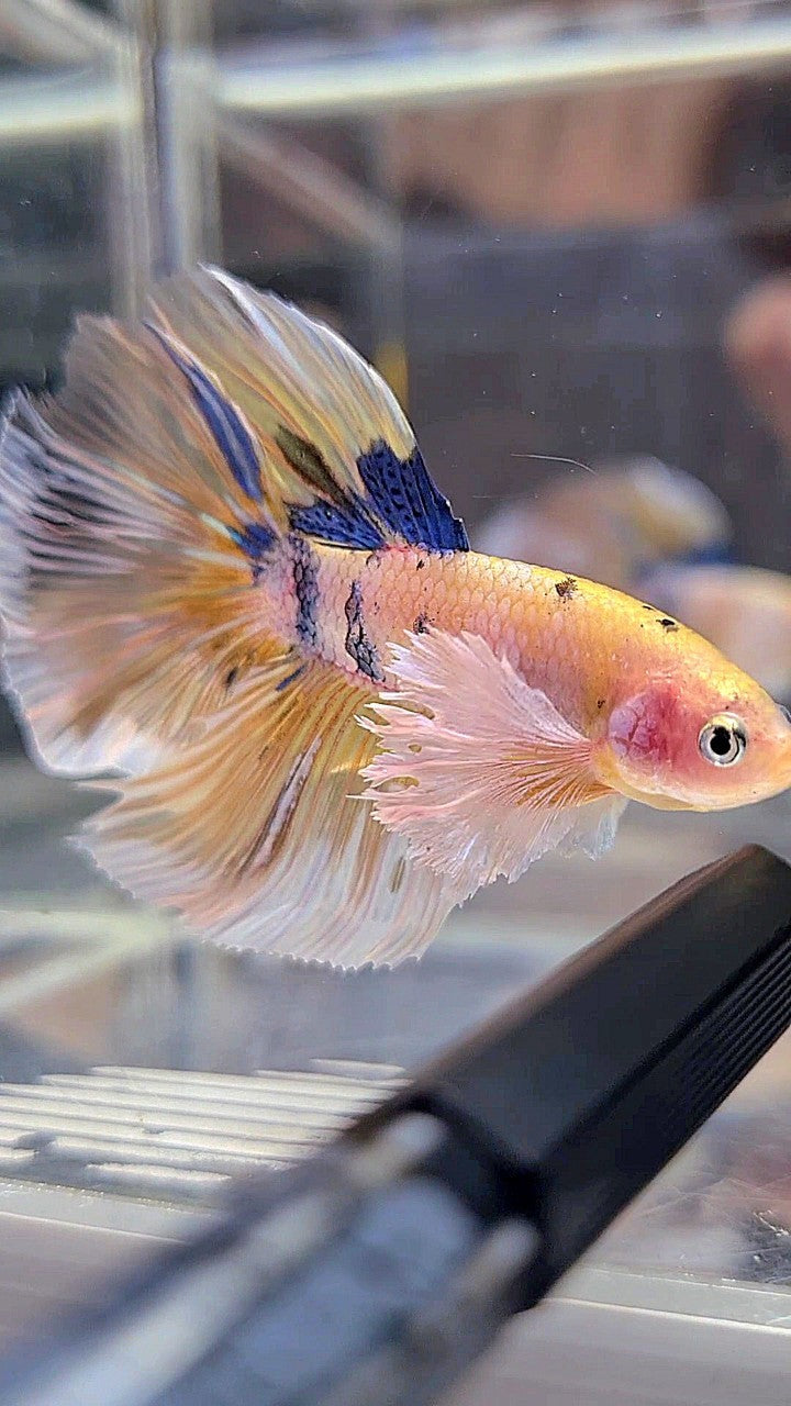 HALFMOON DUMBO EAR YELLOW KOI MULTICOLOR BETTA FISH